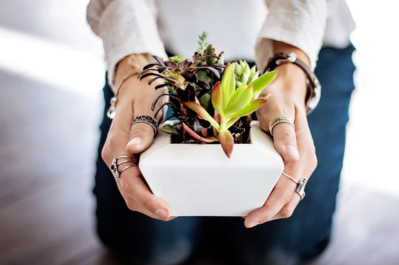 Crystal Plant Care