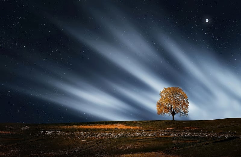 Moonlight Gardening