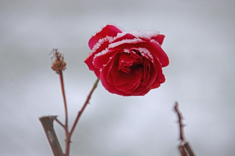 Mystical Flora